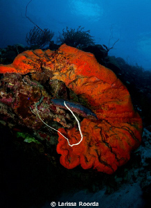 A vibrant HUGE Elephant Ear sponge.  They are such a vibr... by Larissa Roorda 